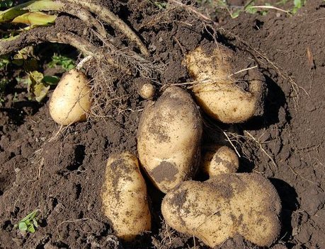 Селекционеры Приморья вывели новые сорта картофеля
