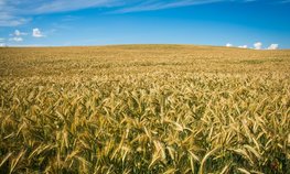 Россельхознадзор принял меры для предотвращения выпуска некачественного зерна