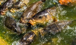 В Тюменской области в 2022 году вырастили более 3 тыс. тонн товарной рыбы