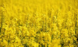 Минсельхоз предлагает продлить запрет на вывоз семян рапса из РФ до 31 августа