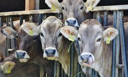 Поддержку производителей молока увеличили власти в Хабаровском крае