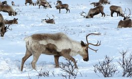 Сельхозпредприятия в Арктике хотят освободить от экологической экспертизы проектной документации