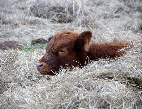 Господдержка на сумму более 1,3 млрд рублей уже оказана вологодским аграриям