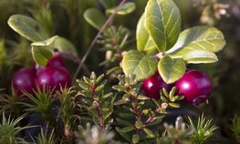В Подмосковье увеличат производство продукции из дикоросов