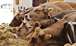Свыше 94 млн рублей направлено на развитие ставропольских семейных ферм