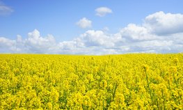 В Новосибирской области намерены сохранить рост экспорта продукции АПК в Белоруссию