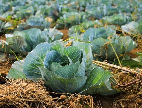 Хозяйствам Забайкалья направили 97 млн рублей на произведенную продукцию растениеводства