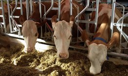 Ученые КубГАУ разрабатывают новый экспресс-метод по выявлению фальсифицированных кормов и добавок