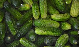 Производство тепличных овощей с начала года увеличилось на 2,2 %