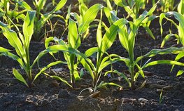 Россельхознадзор займется обеззараживанием подкарантинной продукции