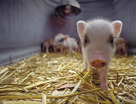 Готовность государственных ветеринарных служб проверили в ходе учений в Ленинградской области