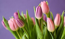 На Сахалине планируют развивать проекты по выращиванию цветов и разведению радужной форели