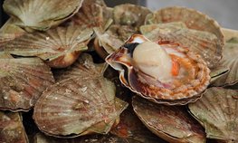 Россия может ограничить ввоз рыбной продукции из Японии при превышении радионуклидов
