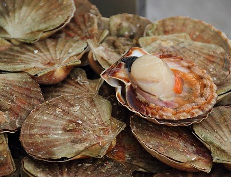 Россия может ограничить ввоз рыбной продукции из Японии при превышении радионуклидов