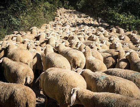 На Ставрополье производство баранины выросло на 11 % с начала года