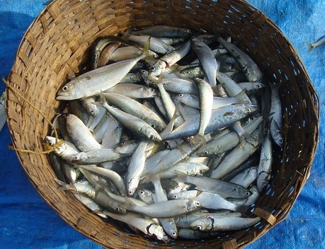 Экспорт продукции АПК из регионов Дальнего Востока увеличился на 30 %