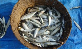 Экспорт продукции АПК из регионов Дальнего Востока увеличился на 30 %