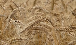 СМИ: зерновой коридор РФ и КНР стабилизирует мировой продовольственный рынок