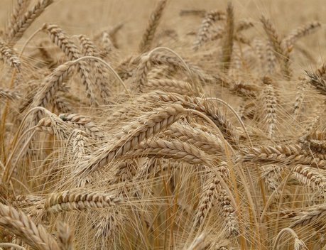 СМИ: зерновой коридор РФ и КНР стабилизирует мировой продовольственный рынок