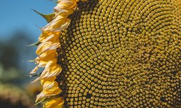 Под Новосибирском запустят производство по переработке масличных культур