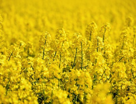 Белоруссия планирует по итогам года увеличить валовый объем сельхозпродукции на 2–3 %