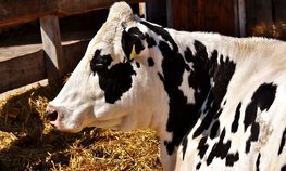 Объем реализации молока в сельхозорганизациях вырос на 4,7 %