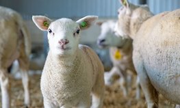 На Ставрополье создадут кластер шерстяной продукции