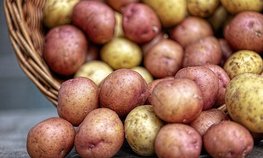 Предварительные итоги развития растениеводства подвели на «Золотой осени — 2023»
