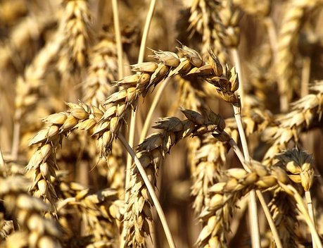 Волгоградская область на 118 % выполнила план по сбору зерновых