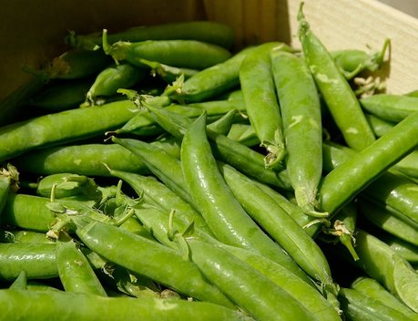 Рекордный урожай гороха собрали липецкие аграрии
