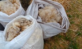 Более 95 млн рублей господдержки получили ставропольские сельхозтоваропроизводители на производство шерсти