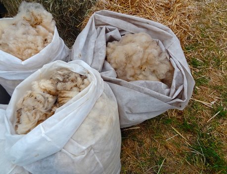 Более 95 млн рублей господдержки получили ставропольские сельхозтоваропроизводители на производство шерсти
