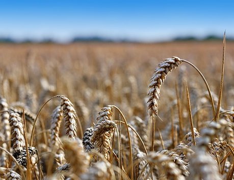 Урожай зерна в 2023 году станет вторым по объему в истории России