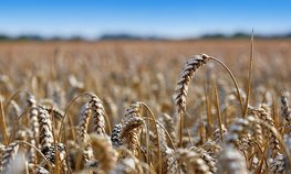 Урожай зерна в 2023 году станет вторым по объему в истории России