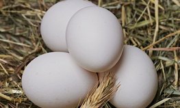 Производство яиц в России в январе — ноябре 2023 года выросло на 2 %