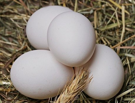 Производство яиц в России в январе — ноябре 2023 года выросло на 2 %