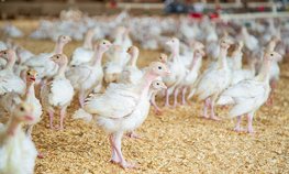 «Росгосстрах» в Татарстане застраховал поголовье птиц холдинга «Ак Барс»