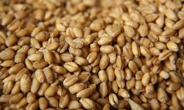 Доля РФ в мировой торговле пшеницей в этом сельхозсезоне может вырасти до 25 %