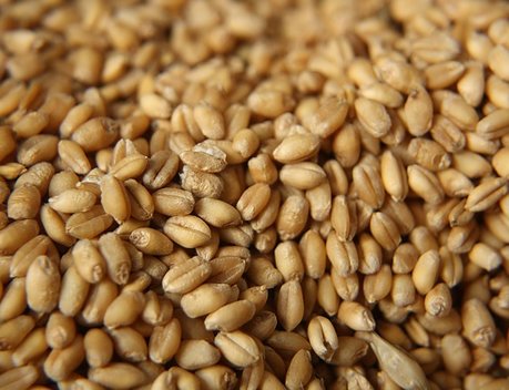 Доля РФ в мировой торговле пшеницей в этом сельхозсезоне может вырасти до 25 %