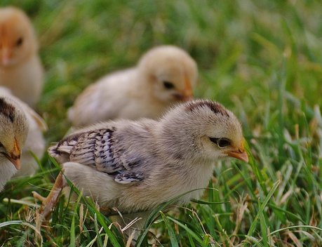 Россия хочет запретить транзит птицеводческой продукции из США в Казахстан