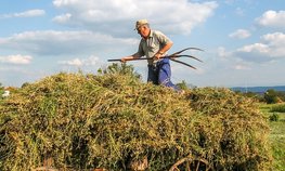 На поддержку малого бизнеса в сельхозпроизводстве Оренбургская область потратила свыше 126 млн рублей