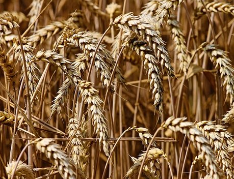 АО СК «РСХБ-Страхование» выплатило 24 млн рублей сельскохозяйственному кооперативу Ставропольского края по причине утраты урожая озимых ячменя и пшеницы