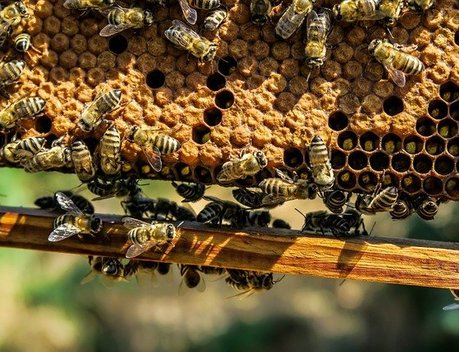 Господдержка пчеловодов Башкортостана за 3 года превысила 57 млн рублей