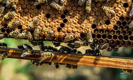 Господдержка пчеловодов Башкортостана за 3 года превысила 57 млн рублей