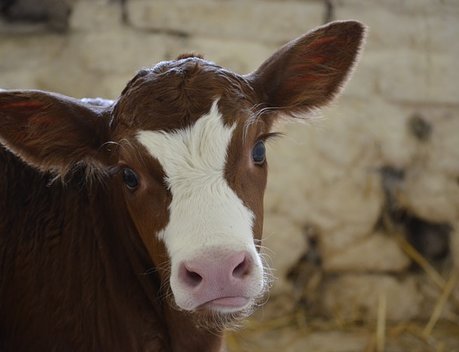 Повышение эффективности в молочном скотоводстве обсудили на «Первом форуме лидеров молочной индустрии»