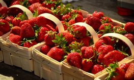 В Ивановской области в 2,4 раза выросло производство ягод