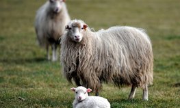 В России могут появиться курсы повышения квалификации для овцеводов