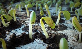 Селекция и семеноводство стали одними из самых поддерживаемых направлений в российском АПК