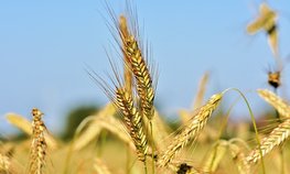 Псковская область впервые начала поставки продовольственного зерна на российский рынок