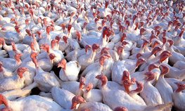 В Московской области благодаря модернизации птицеводческих комплексов на 40 % увеличилось производство индейки